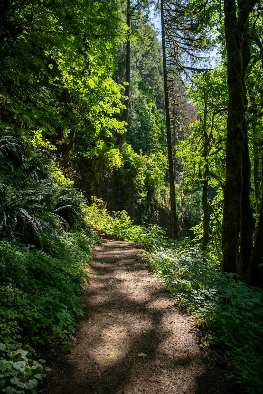 A dirt hiking trail through a sunlit forest