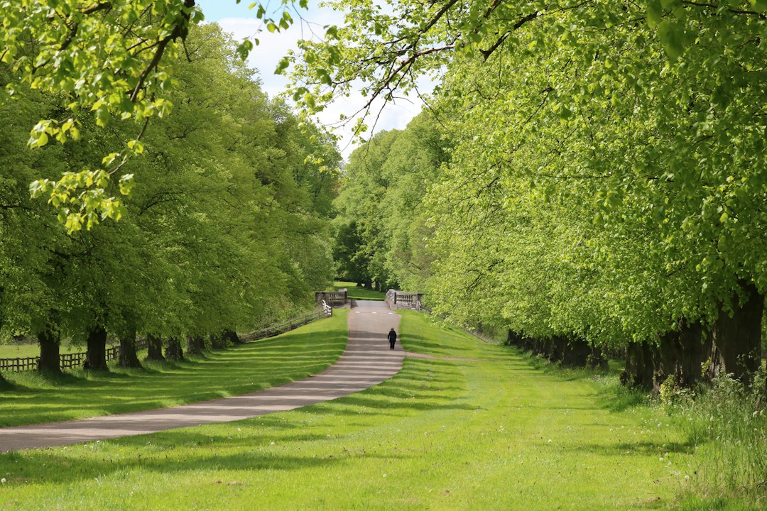 A person walking a tree-lined path through a park